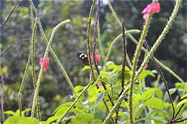 Guyane, Sentier Trésor, Kaw, Roura