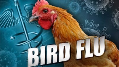 Bird flu: in Telangana