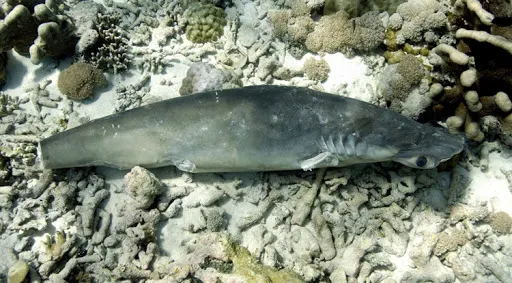 Shark threw into the sea alive after cutting off its wings