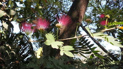 rain tree flowers