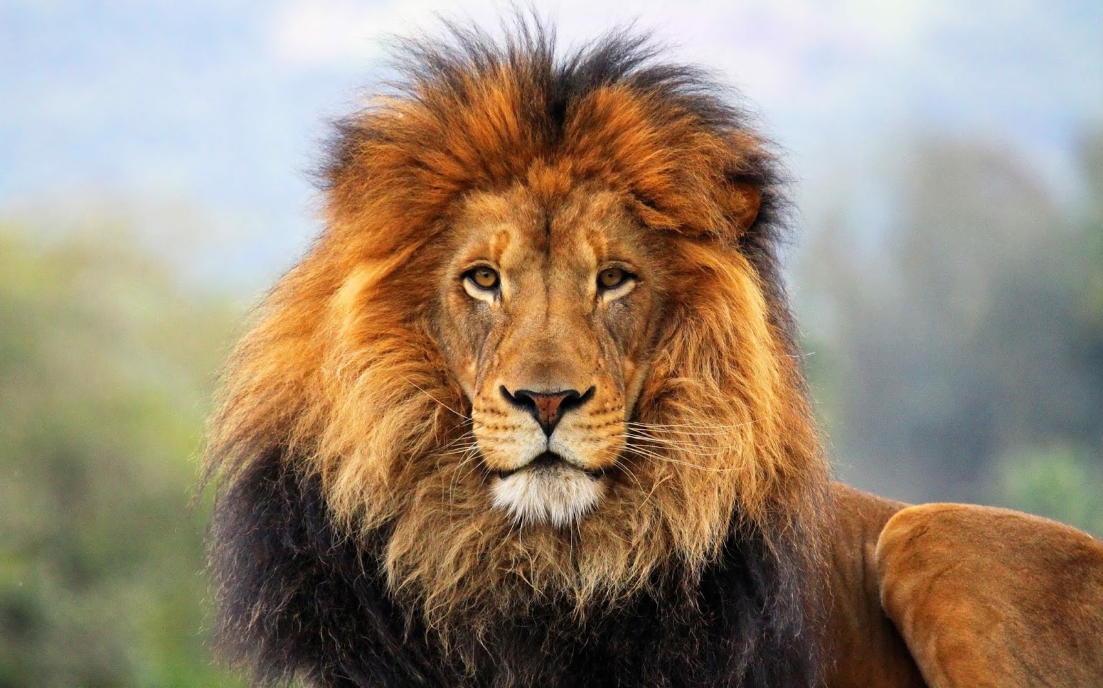 Perbedaan Macan harimau dan Singa