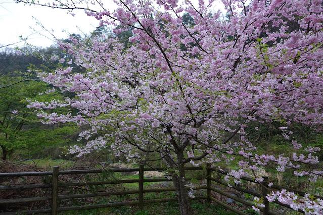 鳥取県西伯郡伯耆町小林 マウンテンストリームきしもと