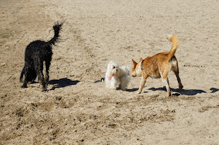 Dogs playing on Sunnyside Beach