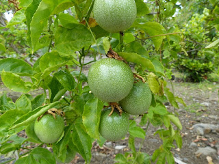 Passiflore non déterminée - Passiflora sp.