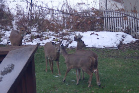four deer frolick by our back deck