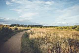 Un chemin qui traverse les champs