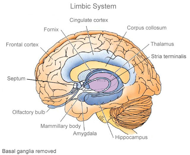 Brain Structure And Function3