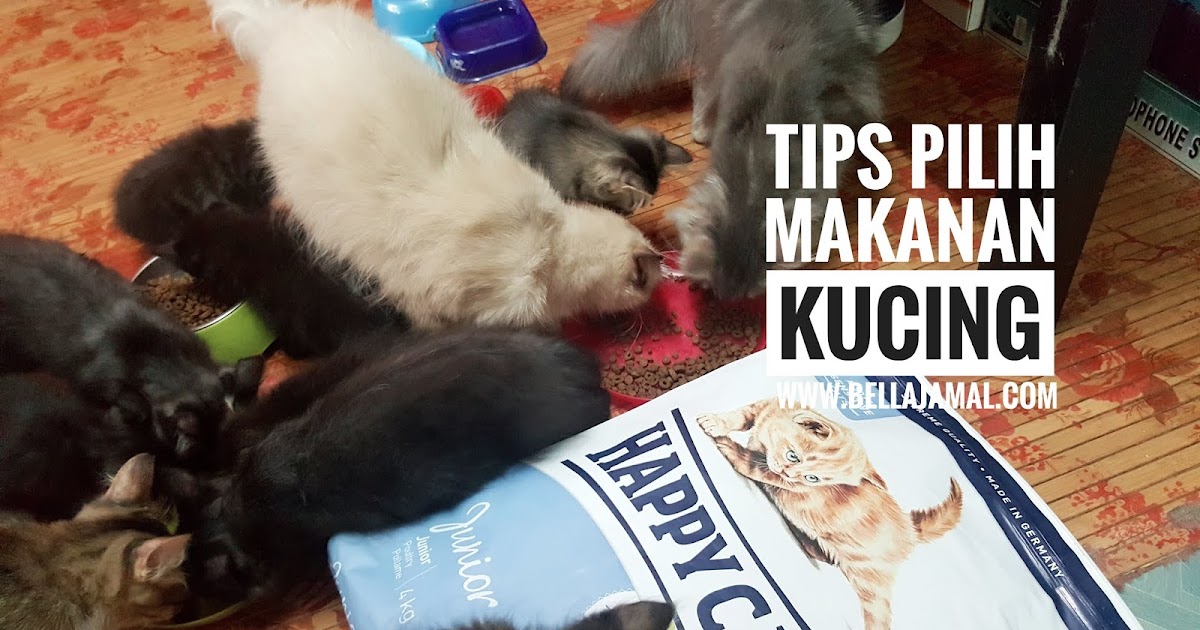 Ini Adalah Bellarina Natasya: TIPS Memilih Makanan Kucing (Cat Food)