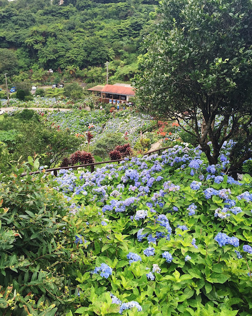 Yohena Ajisai (Hydrangea) garden contains over 10,000 hydrangea plants as far as the eye can see. It is easily accessible from route 84 not far past Pineapple Park.