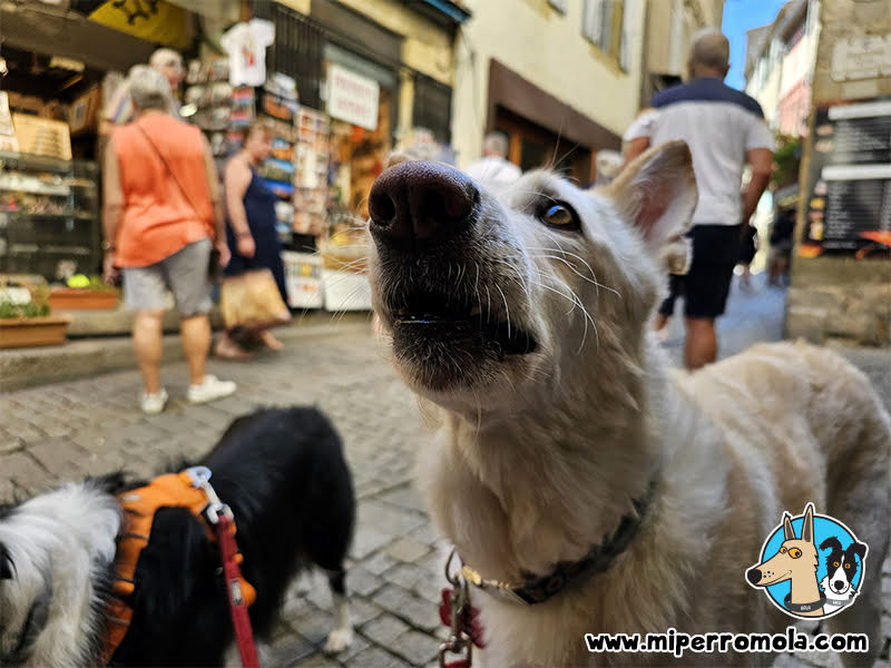 Carcasona con Perros 05 - Pet Friendly