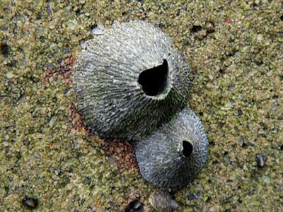 Volcano Barnacles (Tetraclita sp.)