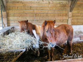 Kinderbauernhof im Center Parcs Bostalsee Ponys