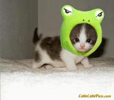 Funny  Cute Cats on Funny Animals  Funny Cute Kittens