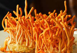 Cordyceps Mushroom Training In Delhi | Cordyceps Militaries Cultivation Training Program In Delhi |  Three Days Hand On Training On Cultivation Of Cordyceps