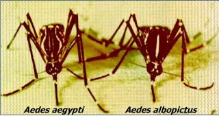 arbovirus-epidemia-risco-liraaaedes.dengue.zika.febre.amarela.chikungunya
