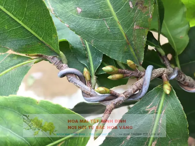 Thuốc xịt cho mai ra bông , kích nụ mai vàng, tạo nụ mai vàng, siêu tạo nụ mai vàng, kích thích ra hoa mai, thuôc kích nụ hoa mai, thuốc phun kích thích ra hoa mai