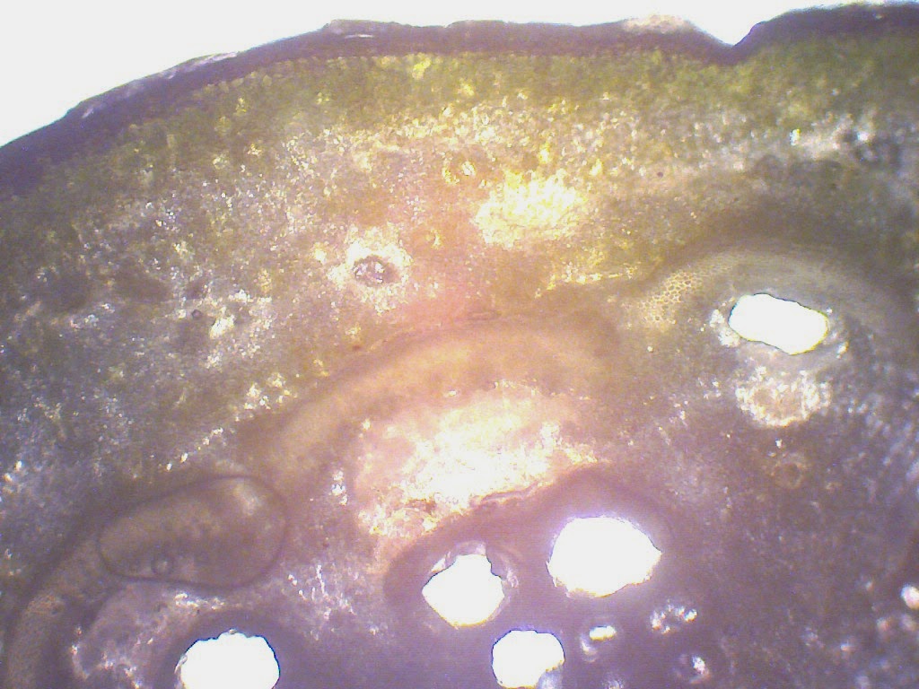 Berbagi itu Indah Gambar  Mikroskopik Tumbuhan