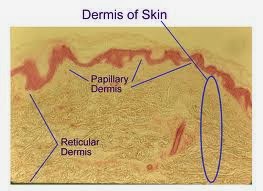 Types Of Most Common Cancer,Early Skin Cancer,Primary Liver Cancer,Most Common Cancer Types