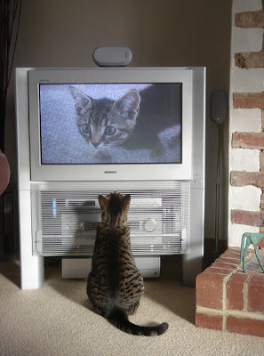 Cat Watching Cat On TV Seen On www.coolpicturegallery.us