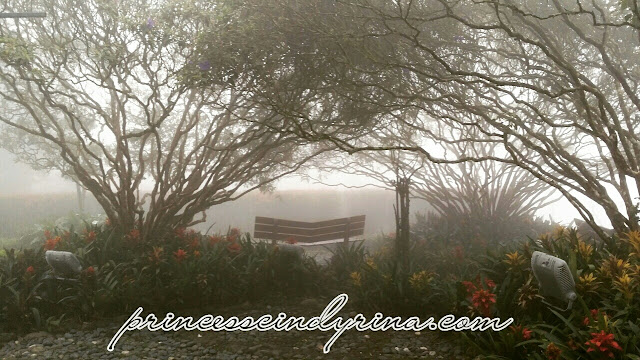 bench between trees shrouded in mist