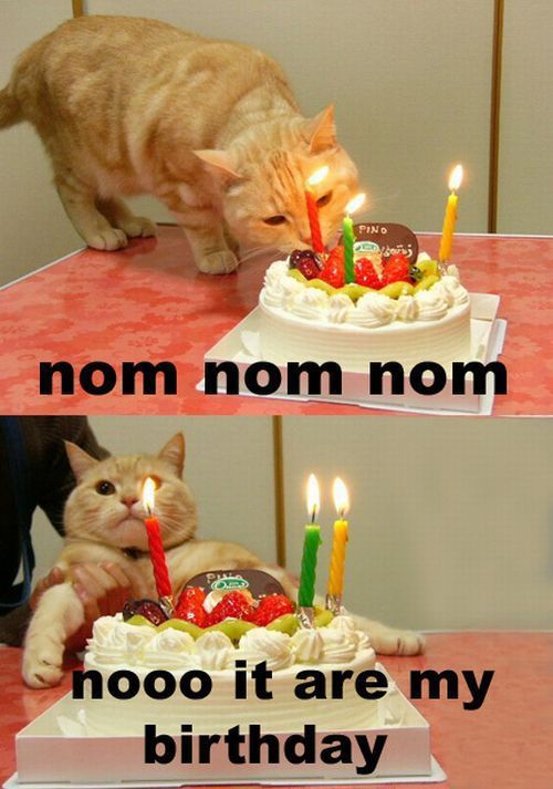 foto kucing pesta ulang tahun
