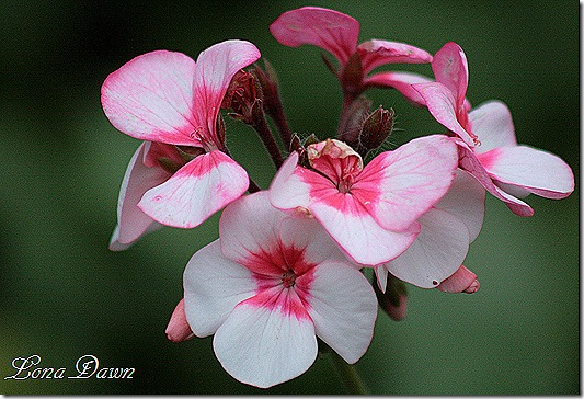 Nov3_Geranium2