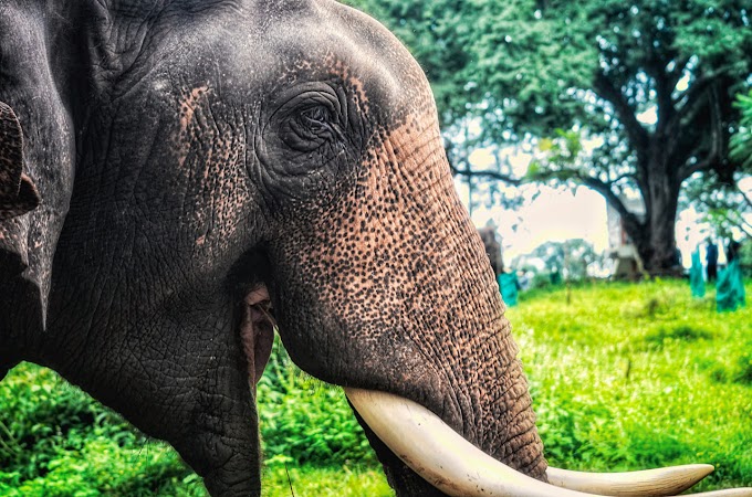 Dubare elephant camp, Coorg, Karnataka