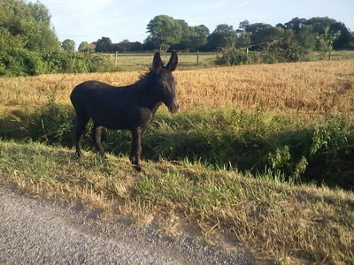 ane le long du chemin