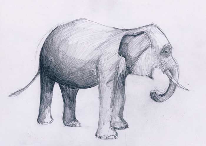 Menggambar Gajah Belajar Menggambar