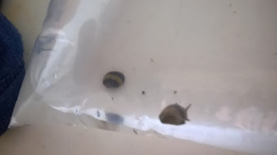 Nerite snails brought in from the pet store.