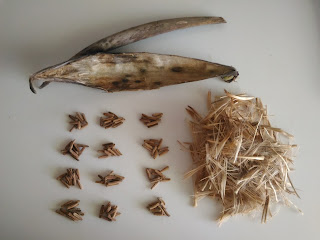 一個沙玫種莢去羽絲整理後，約有120顆種子