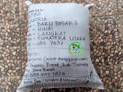 Benih pesana    SUTINI Langkat, Sumut   (Sesudah Packing)