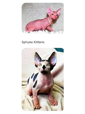 Two-kittens-sphynx