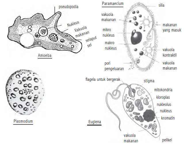 Protista Pengertian dan  Klasifikasinya SekolahSD 