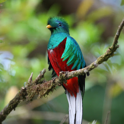 burung quetzal