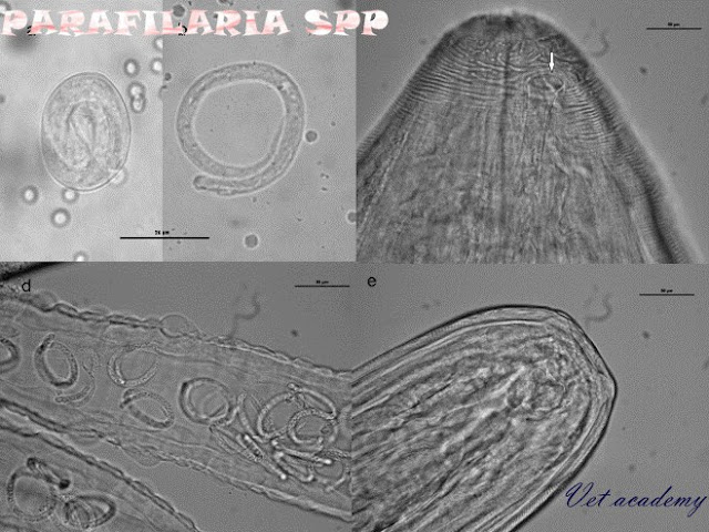 Parafilaria spp