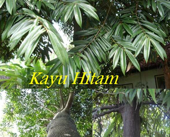 Kayu Hitam  Landscaping And Modern Lifestyle