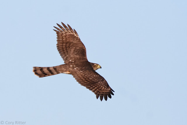 Sharp-shinned Hawk Duluth Minnesota