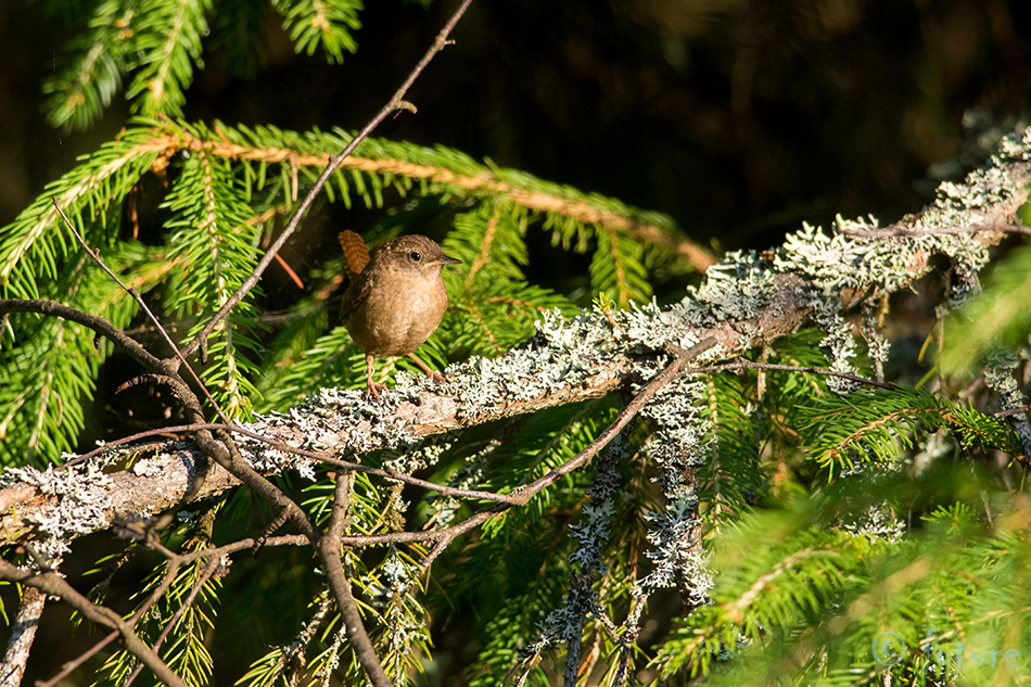 Käblik, Troglodytes troglodytes, Northern Wren, common, Eurasian, Nannus