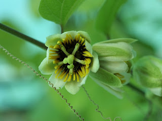 Passiflora holosericea