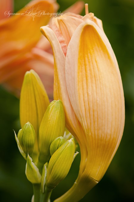 Lilies