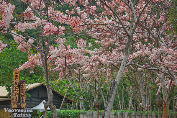 嘉義番路阿里山國家風景區管理處觸口遊客中心花旗木火車鐵道