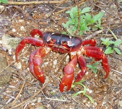 red_crabs_008