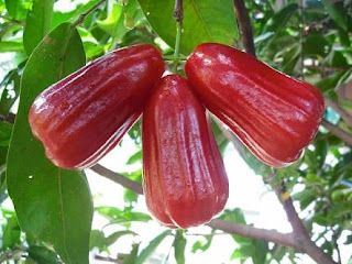 adenalfi: jambu madu merah