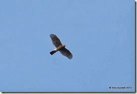 DSC_3618-001
