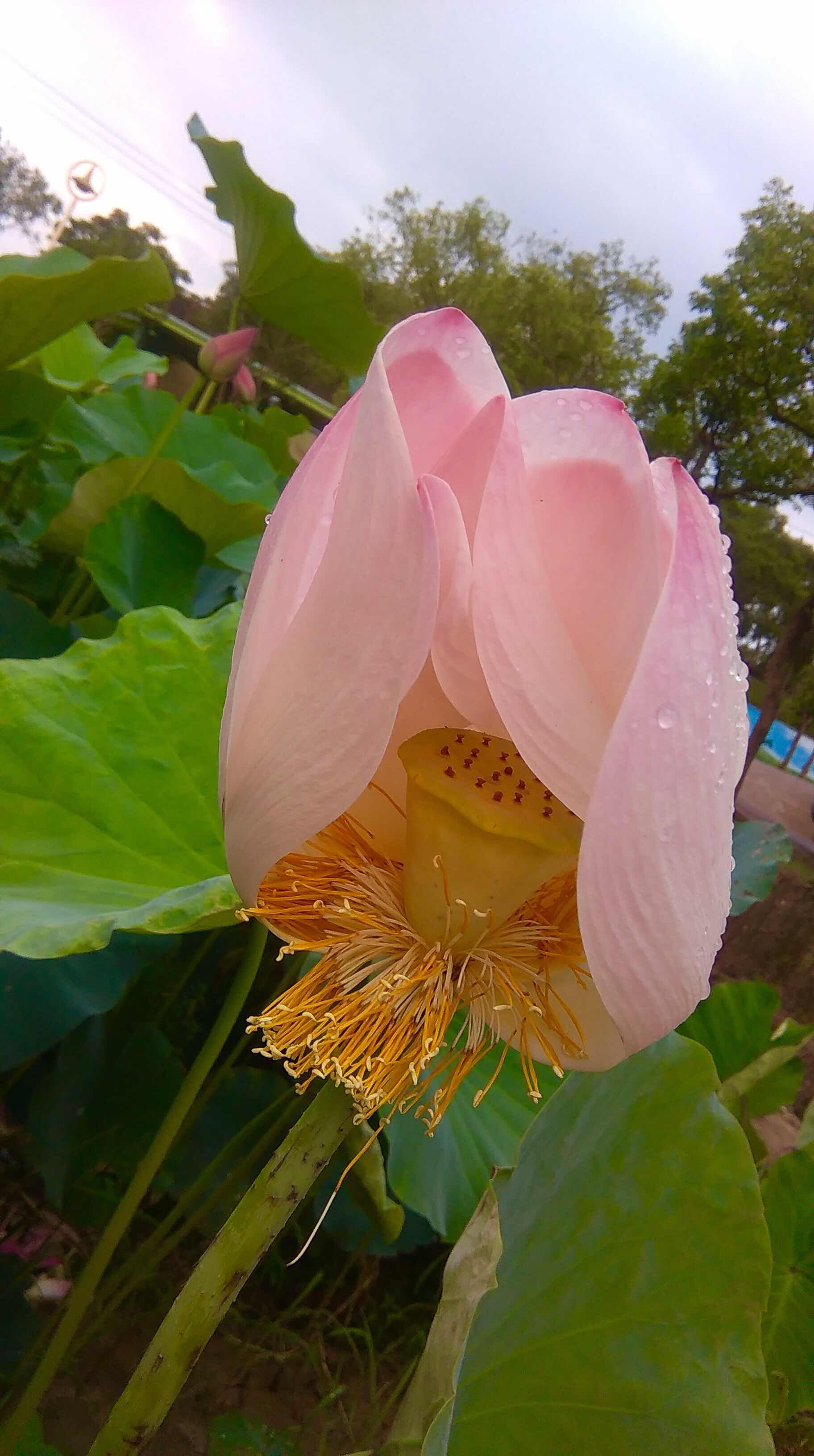 lotus water lilies , taiwan,  tainan,  beihe