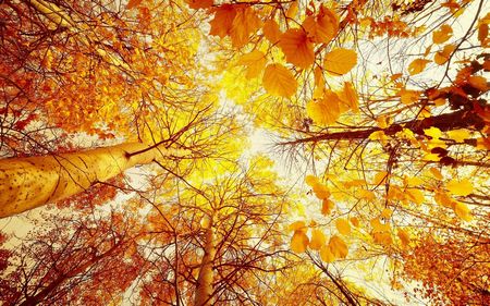 Mùa thu - Bộ sưu tập ảnh đẹp về mù thu