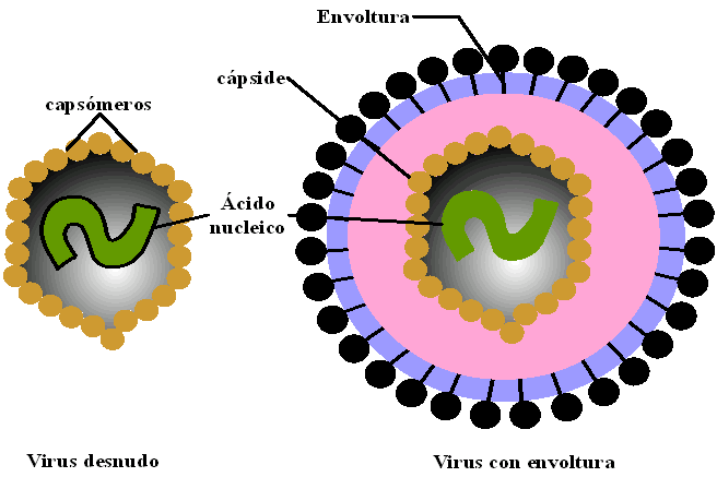 II. LA ESTRUCTURA DE LOS VIRUS