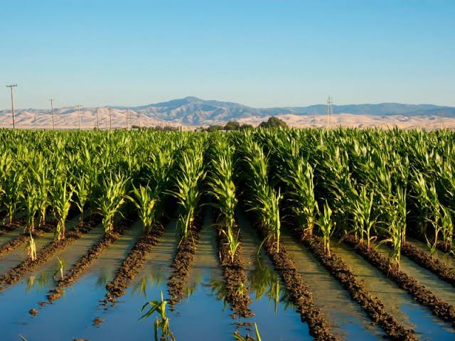 Damage to agriculture due to irrigation of land Its causes and prevention