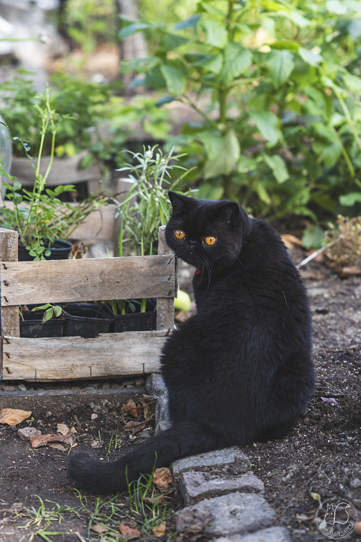 Musta exotic-kissa puutarhassa.